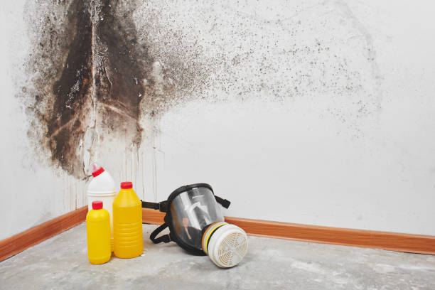 Best Office Mold Removal Services  in Belle Fourche, SD