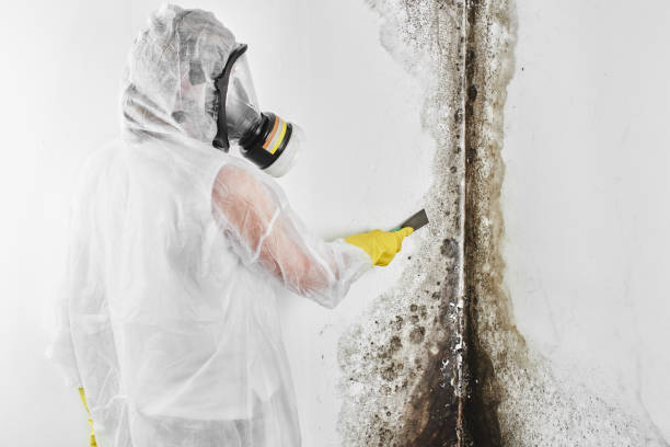 Best Emergency Mold Removal  in Belle Fourche, SD