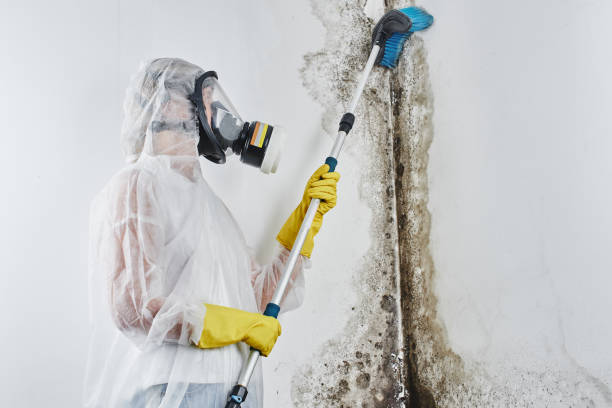 Best Certified Mold Removal  in Belle Fourche, SD