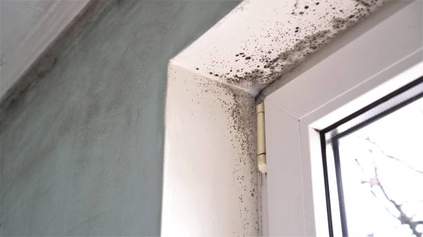 Best Emergency Mold Removal  in Belle Fourche, SD