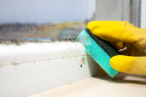 Best Mold Removal Process  in Belle Fourche, SD