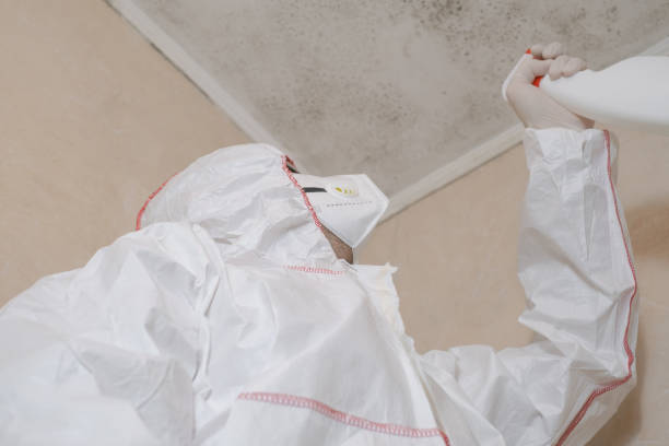 Best Mold Removal Company Near Me  in Belle Fourche, SD