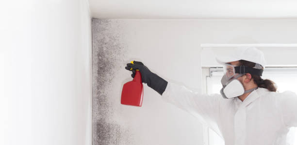 Best Local Mold Removal Service  in Belle Fourche, SD