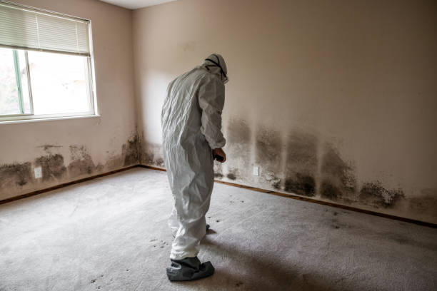 Best Black Mold Removal  in Belle Fourche, SD