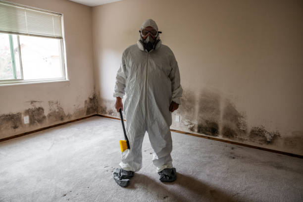 Best Same-Day Mold Removal  in Belle Fourche, SD