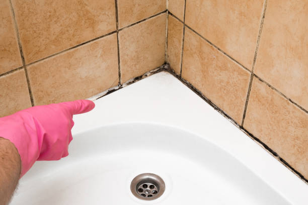 Best Mold Remediation  in Belle Fourche, SD