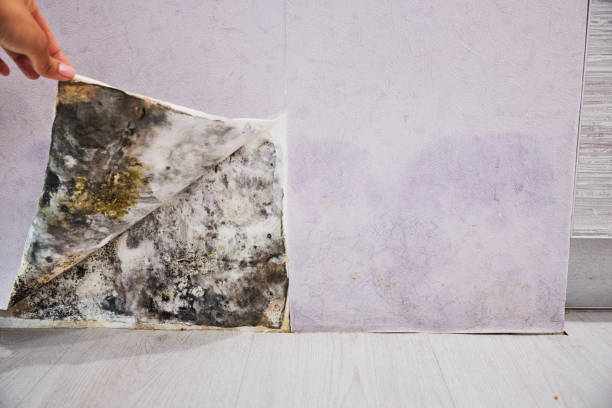 Best Home Mold Removal  in Belle Fourche, SD